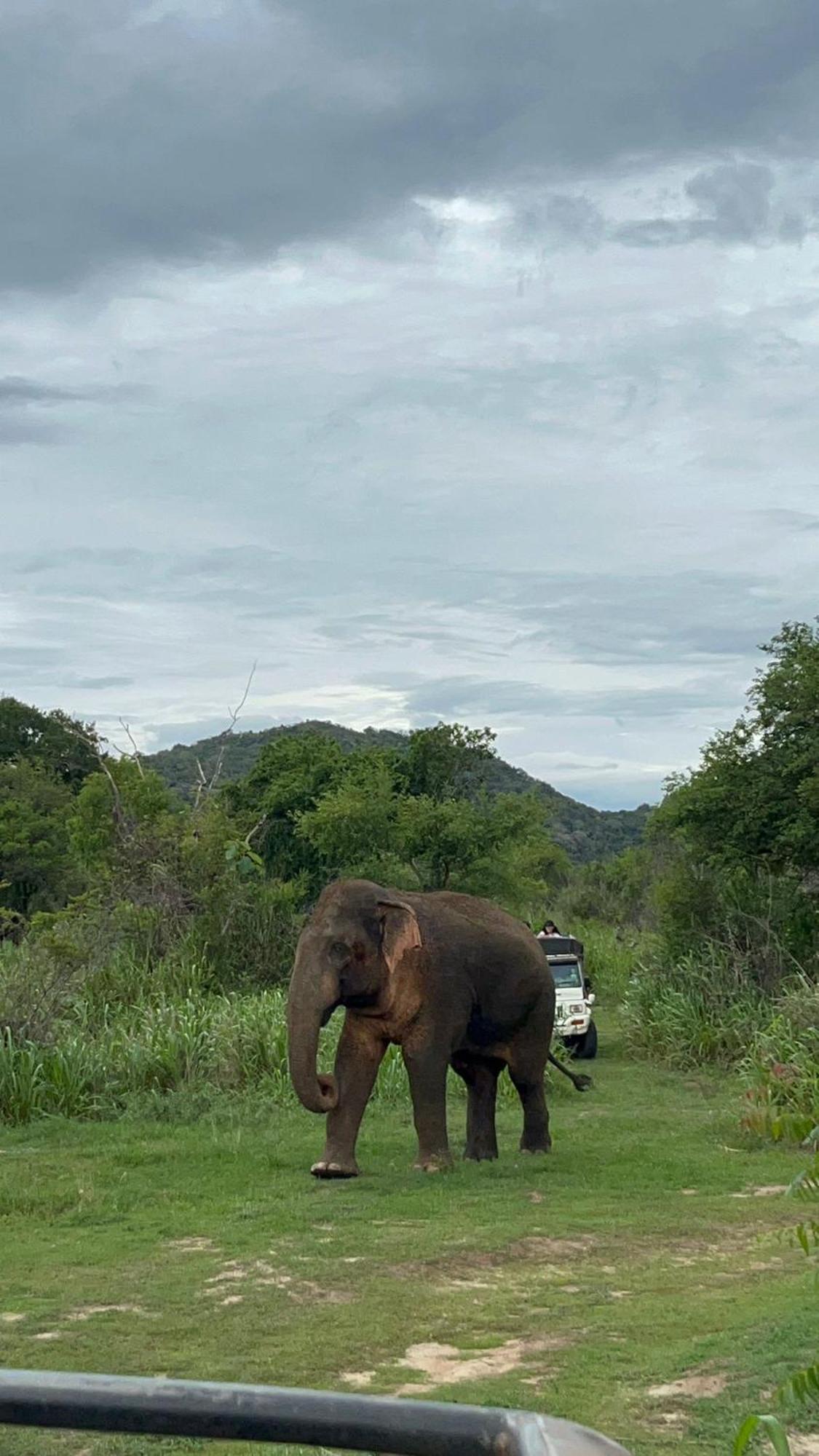 Jungle Eco Lodge & Safari Sigiriya Ngoại thất bức ảnh