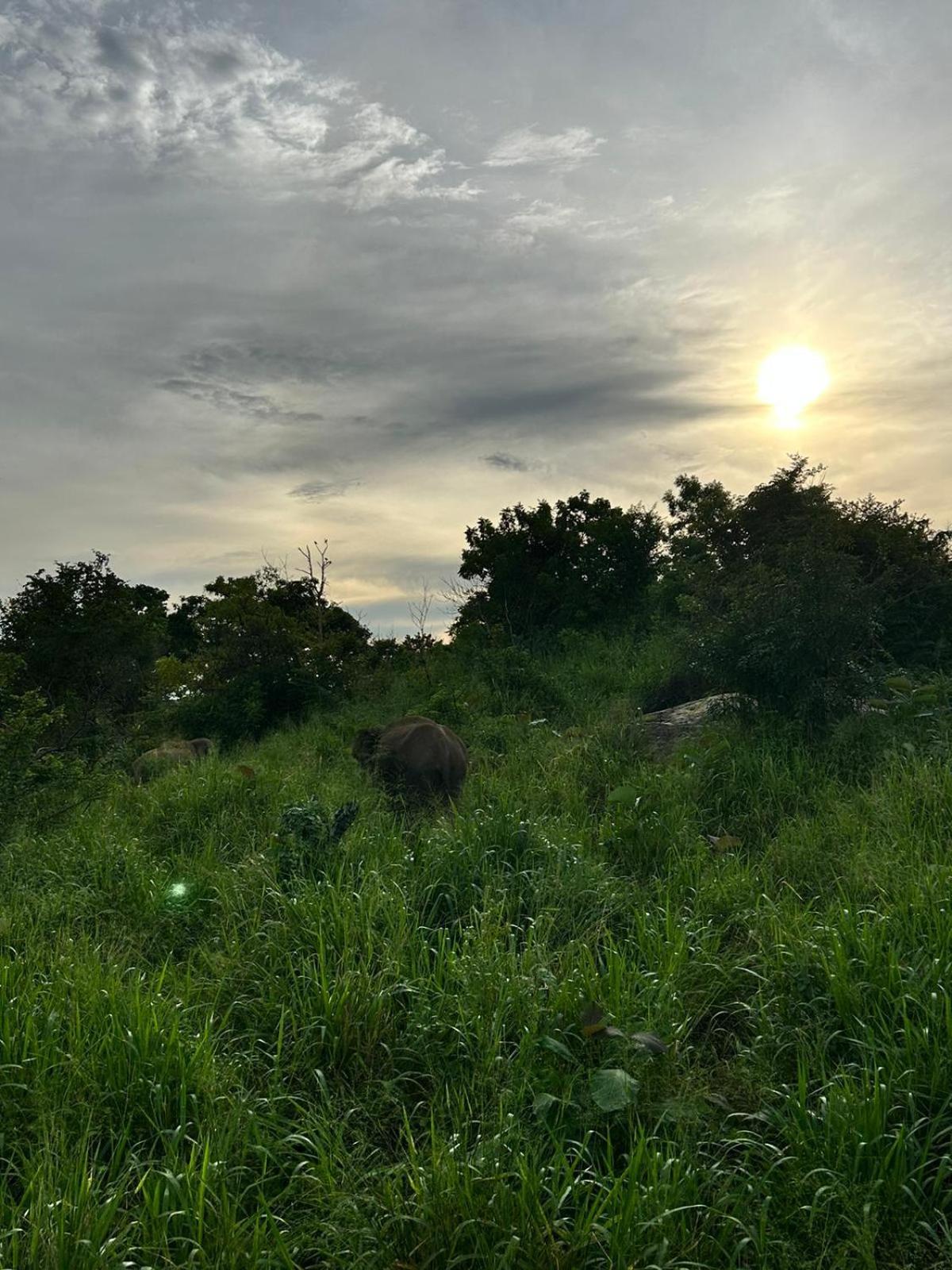 Jungle Eco Lodge & Safari Sigiriya Ngoại thất bức ảnh