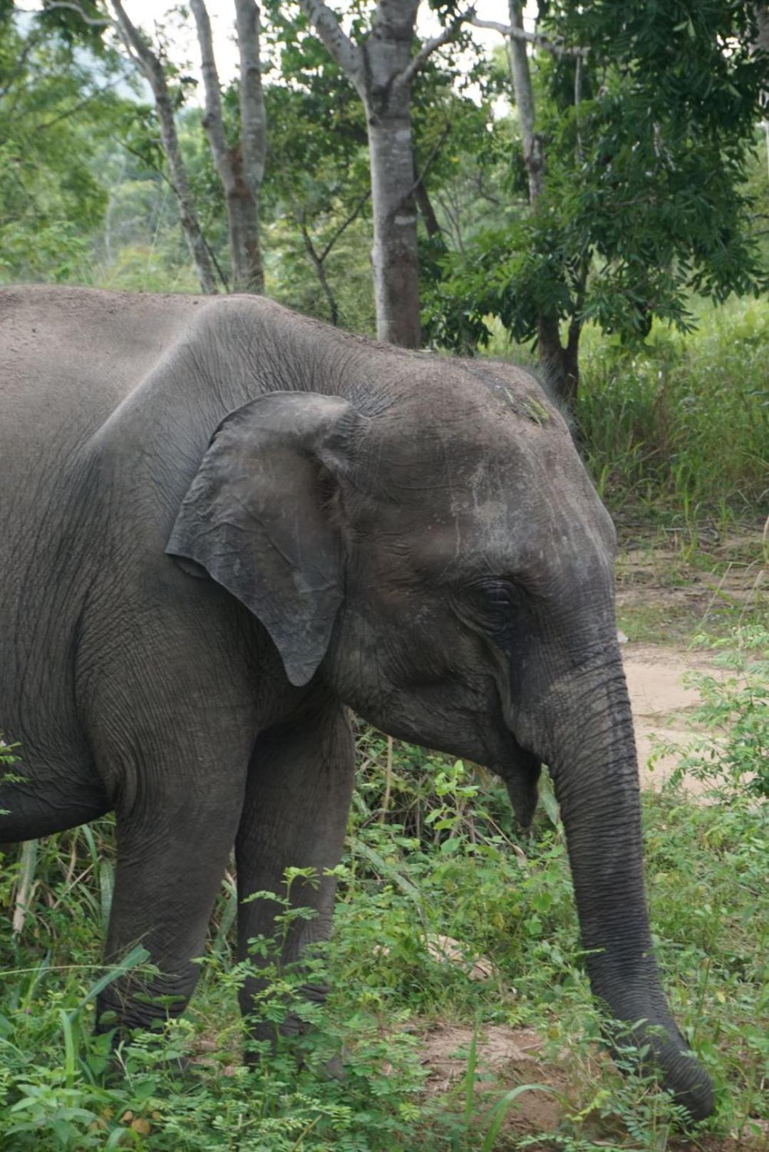 Jungle Eco Lodge & Safari Sigiriya Ngoại thất bức ảnh