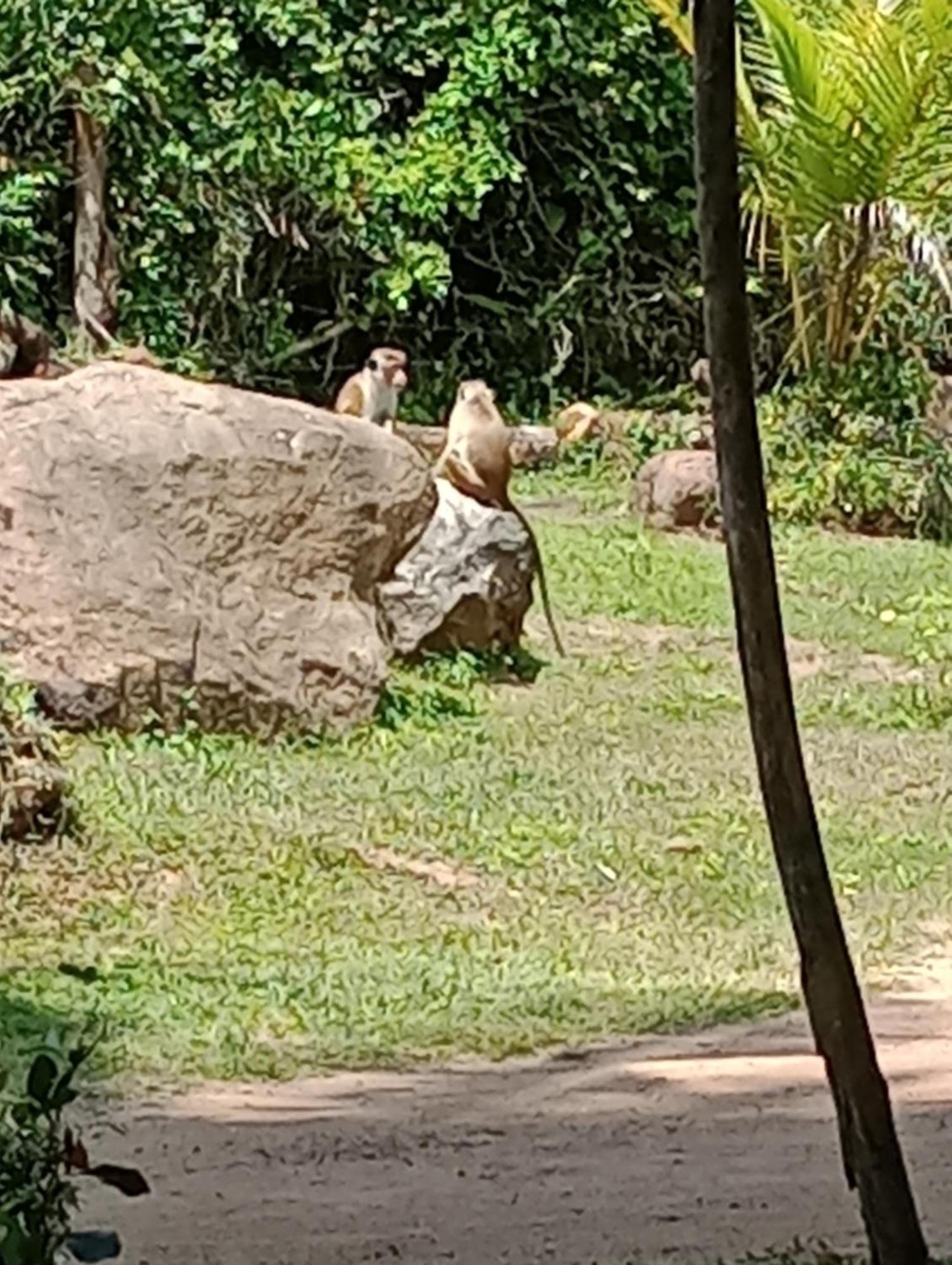 Jungle Eco Lodge & Safari Sigiriya Ngoại thất bức ảnh